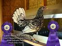Silver Sebright Bantam Chicken