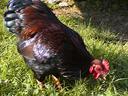 Partridge Plymouth Rock Bantam
