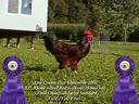 Single Comb Rhode Island Red Cockerel
