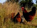 free range chickens