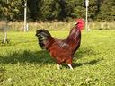 S.C. Rhode Island Red Cockerel